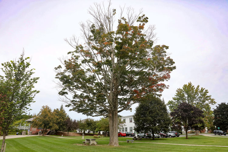 Maple tree on Mayo Lawn