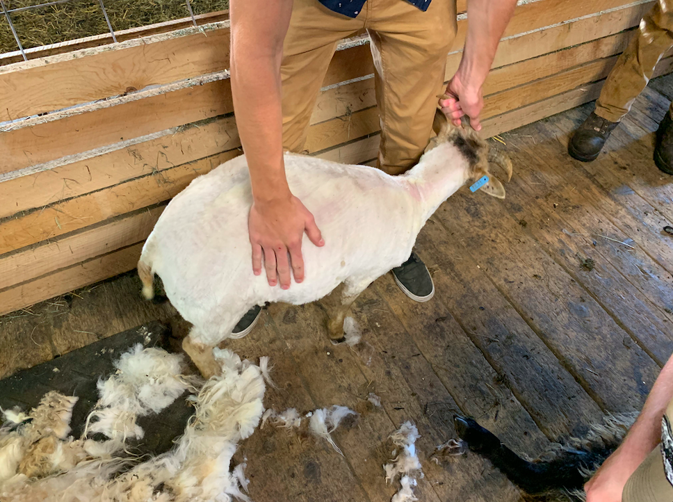 Sheep after being shorn