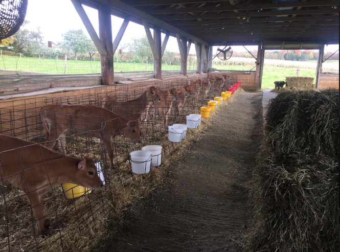 Row of calves