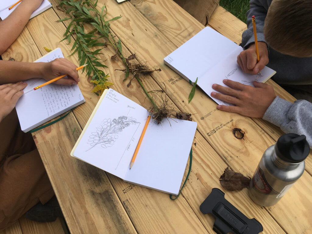 Student studying and drawing plant speimens